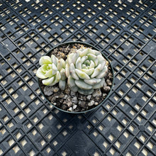 Load image into Gallery viewer, Echeveria Agavoides ‘Tinkerbell’ variegated