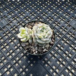 Echeveria Agavoides ‘Tinkerbell’ variegated