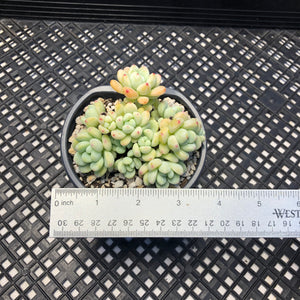 Sedum clavatum