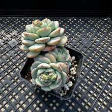 Load image into Gallery viewer, Sedeveria ‘Pudgy’