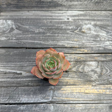 Load image into Gallery viewer, Echeveria ‘White Snow’