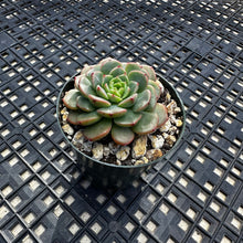 Load image into Gallery viewer, Echeveria ‘Sugar Baby’