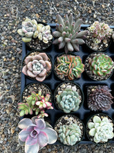 Load image into Gallery viewer, #ER-F34 Assorted 2-2.5” premium succulents. Echeveria, Crested, Crassula, Graptoveria, Sedum, Variegated