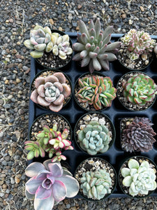 #ER-F34 Assorted 2-2.5” premium succulents. Echeveria, Crested, Crassula, Graptoveria, Sedum, Variegated