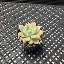 Load image into Gallery viewer, Graptoveria ‘Opalina’ Variegated