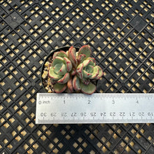 Load image into Gallery viewer, Echeveria ‘Misellosa’