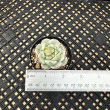 Load image into Gallery viewer, Sedeveria ‘Pudgy’ Variegated