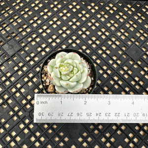 Sedeveria ‘Pudgy’ Variegated