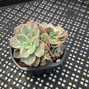 Echeveria ‘Suyon’ variegated