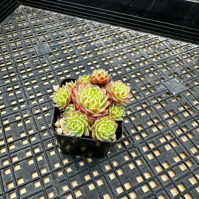 Sempervivum Chick Charms® Lotus Blossom™