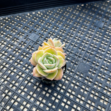 Echeveria ‘White Snow’