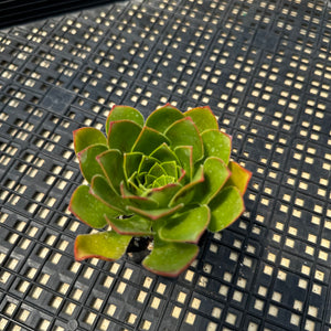 Semponium ‘Diamond’