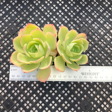 Load image into Gallery viewer, Echeveria ‘Lemon Rose’