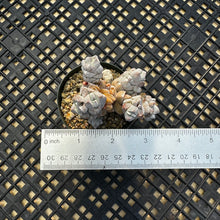 Load image into Gallery viewer, Crassula Deceptor