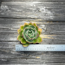 Load image into Gallery viewer, Echeveria ‘Lemon Tree’