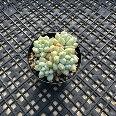 Echeveria ‘Crown Ball’