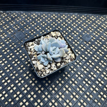 Load image into Gallery viewer, Echeveria ‘Romo’