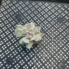 Load image into Gallery viewer, Pachyveria Pachyphytodies Variegated