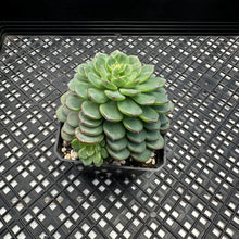 Load image into Gallery viewer, Echeveria ‘Red Top’