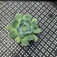 Load image into Gallery viewer, Echeveria ‘Black Panther’