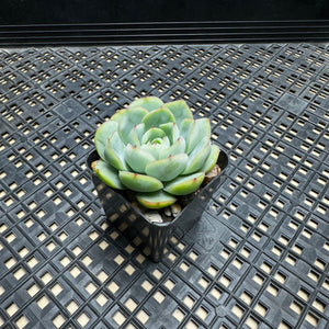 Echeveria ‘Lime Pink’