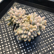 Load image into Gallery viewer, Pachyveria Pachyphytodies Cristate