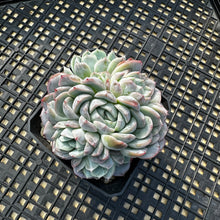 Load image into Gallery viewer, Echeveria sp.