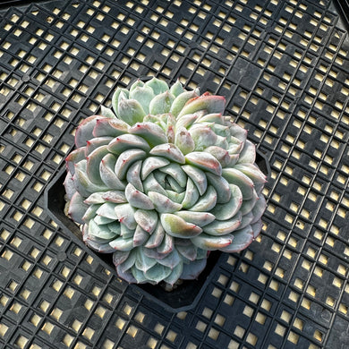 Echeveria sp.