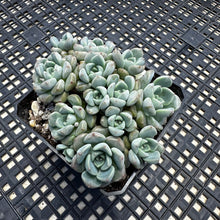 Load image into Gallery viewer, Echeveria Agavoides ‘Tinkerbell’