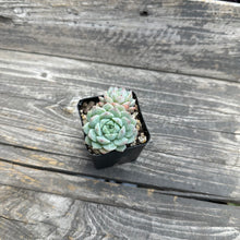 Load image into Gallery viewer, Echeveria ‘Pink Bright’