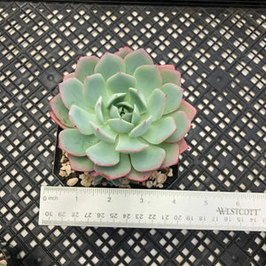 Echeveria ‘Johnny’
