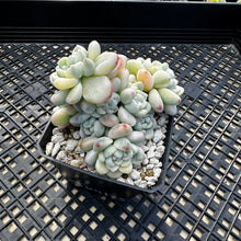Load image into Gallery viewer, Sedum clavatum variegated