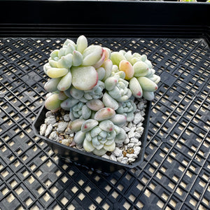 Sedum clavatum variegated