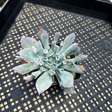 Load image into Gallery viewer, Echeveria ‘Trumpet Pinky’