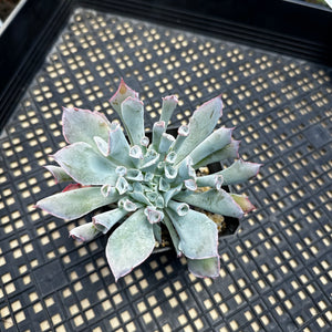 Echeveria ‘Trumpet Pinky’