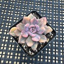 Load image into Gallery viewer, Graptoveria ‘Debbie’ Variegated