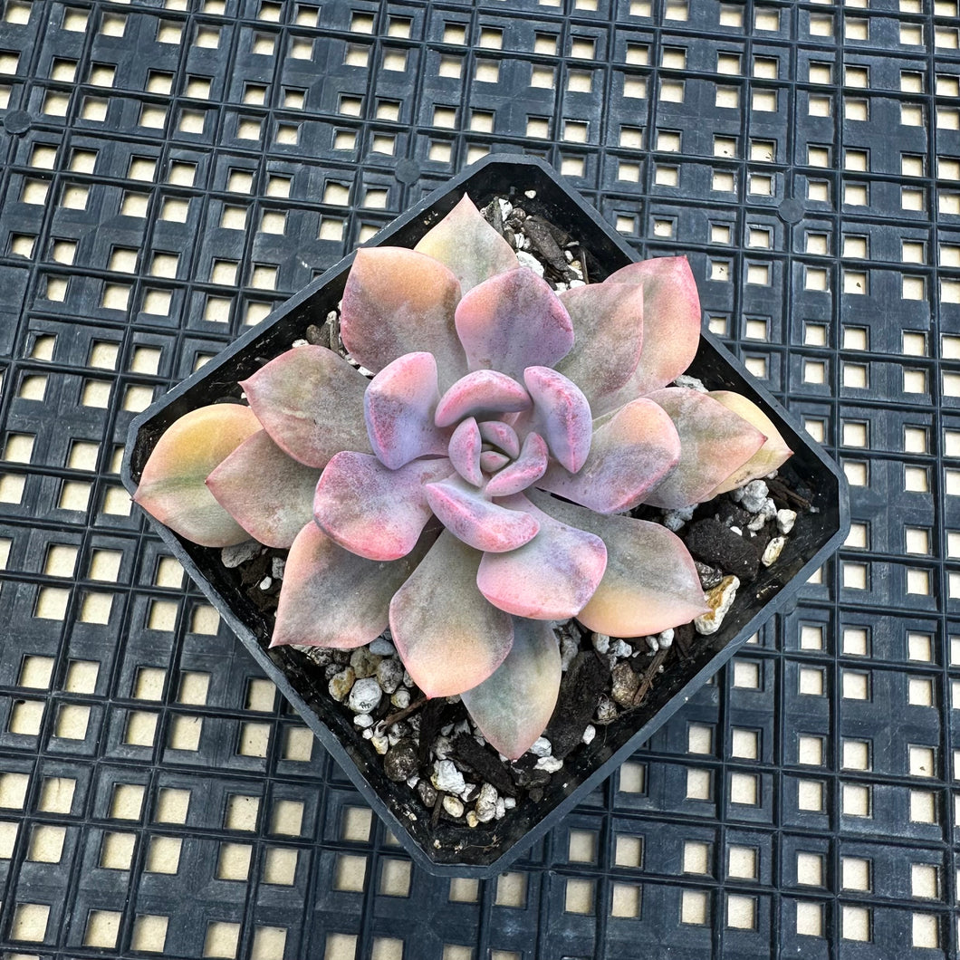 Graptoveria ‘Debbie’ Variegated