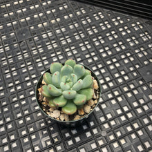 Load image into Gallery viewer, Echeveria amoena microcalyx