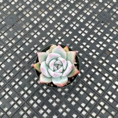 Echeveria Colorato