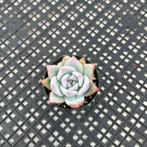 Echeveria Colorato