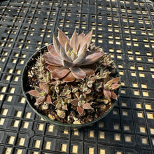 Load image into Gallery viewer, Orostachys ‘NYBG’