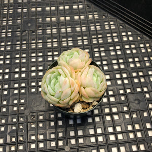 Echeveria ‘Raspberry Ice’