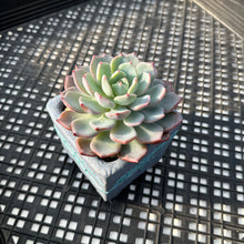Load image into Gallery viewer, Echeveria ‘White Lala’
