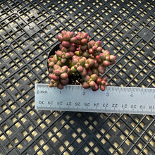 Load image into Gallery viewer, Crassula elegans