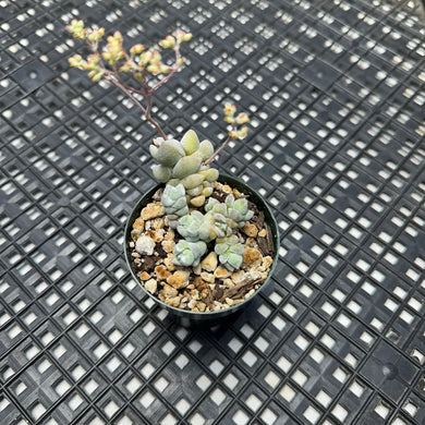 Crassula Deceptor