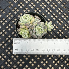 Load image into Gallery viewer, Echeveria Agavoides ‘Tinkerbell’ Variegated