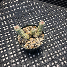 Load image into Gallery viewer, Crassula hybrid ‘Baby’s Necklace’ Variegated