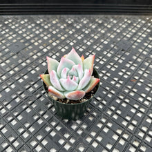 Load image into Gallery viewer, Echeveria Colorato