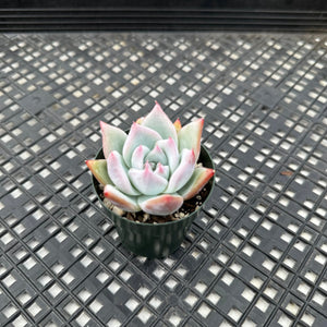 Echeveria Colorato