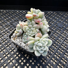 Load image into Gallery viewer, Sedum clavatum variegated